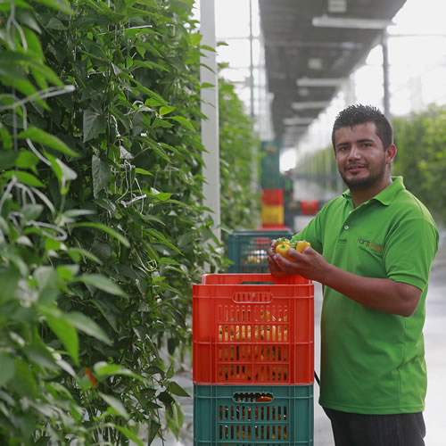 invernaderos Hortigen.