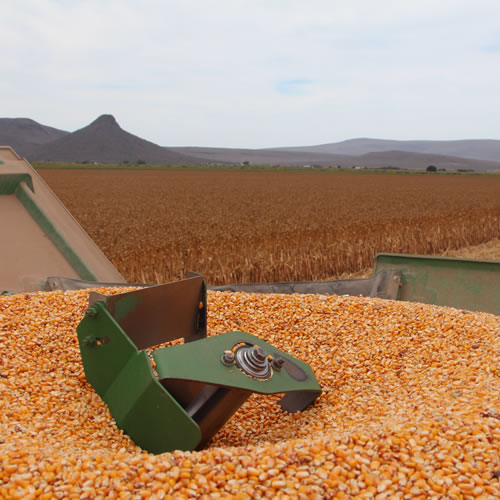 La expectativa es crecer la proveeduría de maíz amarillo local para Kellogg en México, cultivado mediante técnicas de agricultura de conservación.