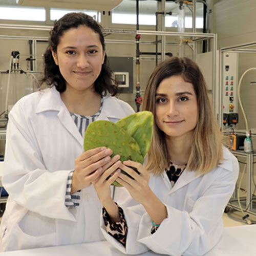 Mónica Oliva Torres y María de Lourdes Martínez encontraron en el nopal, un material ideal para prevenir la dispersión de polvos contaminantes al medio ambiente.